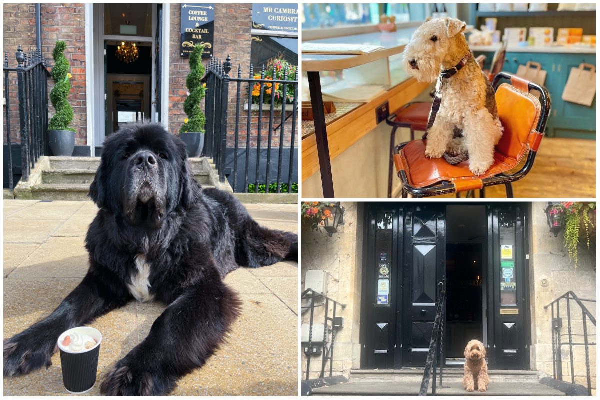 Collage of dogs at Mr Cambray's Curiosity, Chaplais Kitchen, Tailors